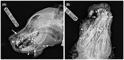 Case report: Reconstruction of a complex maxillofacial gunshot defect using a titanium patient-specific implant in a dog